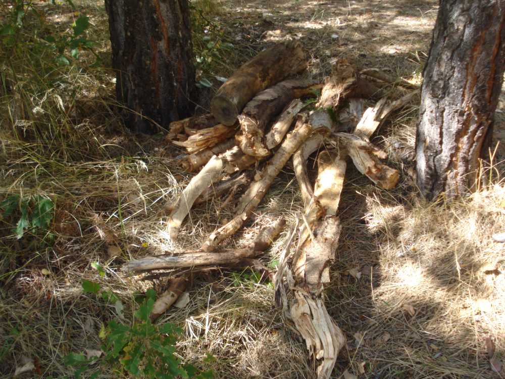 Ջերմուկի քաղաքային այգու ավելի քան 100 ծառ ոչնչացման վտանգի տակ է. Ecolur