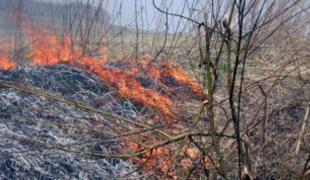 Դիլիջանում այրվել է մոտ 60 հա բուսածածկույթ