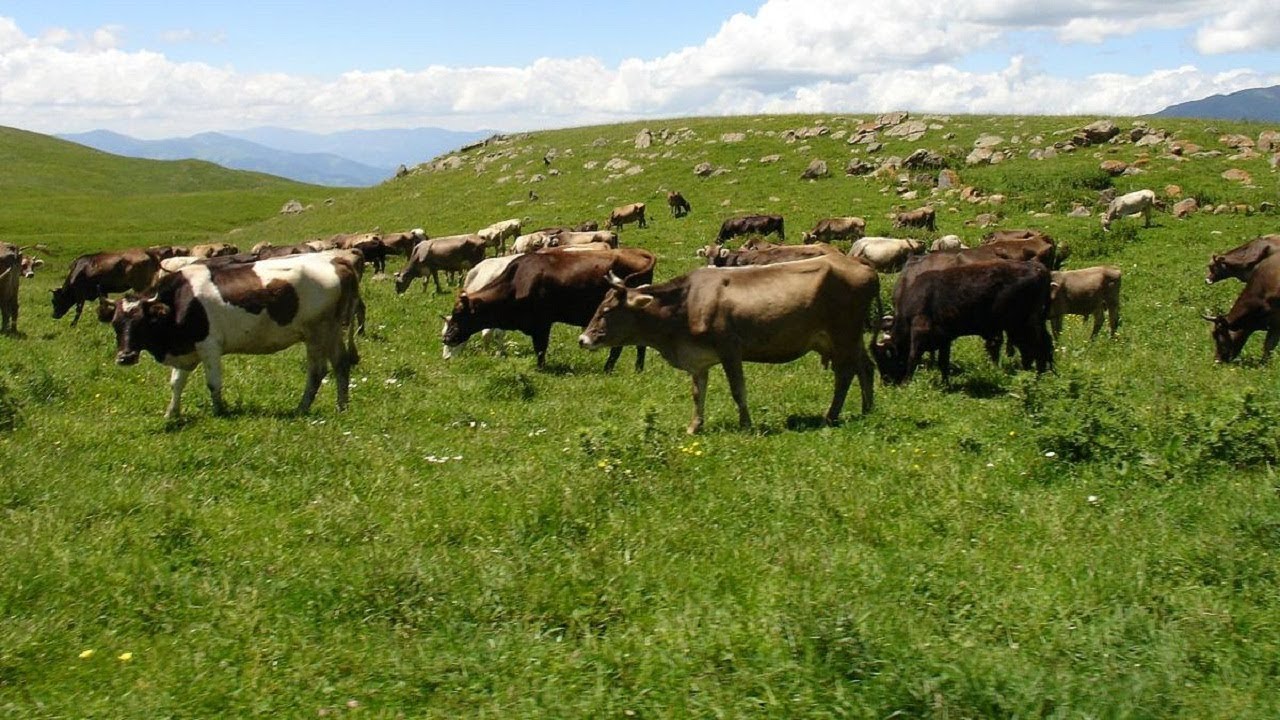 Աջակցություն՝ անասնապահությամբ զբաղվելու համար