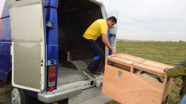 Հայաստանում առաջին անգամ բնություն են վերադարձվել փրկված և բուժված Կարմիր գրքում ընդգրկված թռչուններ