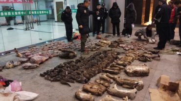 Չինաստանը ժամանակավորապես արգելել է կենդանիների վաճառքը` կապված կորոնավիրուսի տարածման հետ