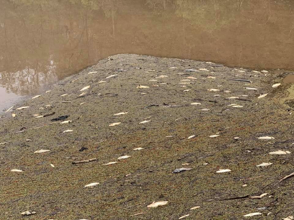 Ավստրալիայում հարյուր հազարավոր ձկներ են սատկել