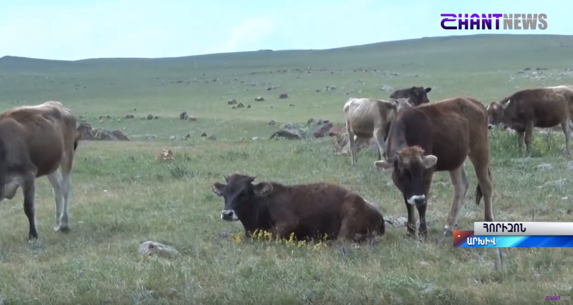 Սպանդանոցների վերաբերյալ պետության և ցուցարարների պահանջները տարբեր են, օրենքը՝ միակը. SHANTNEWS-ի անդրադարձը