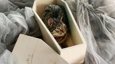 Մոսկվայում բացվել է կատուների դագաղ արտադրող խանութ
