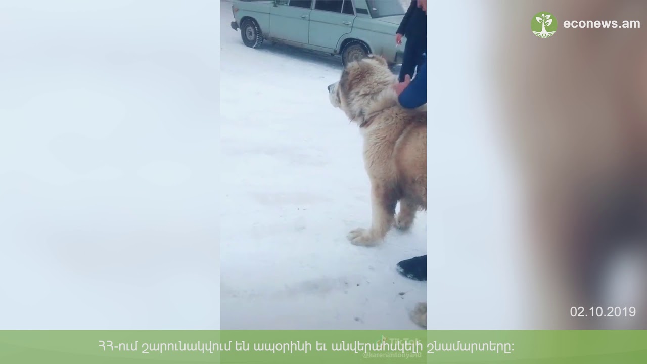 «Փողոցային շնամարտերից» մինչև «Նիվաներով տրյուկներ». անպատժելիության հետևանքները