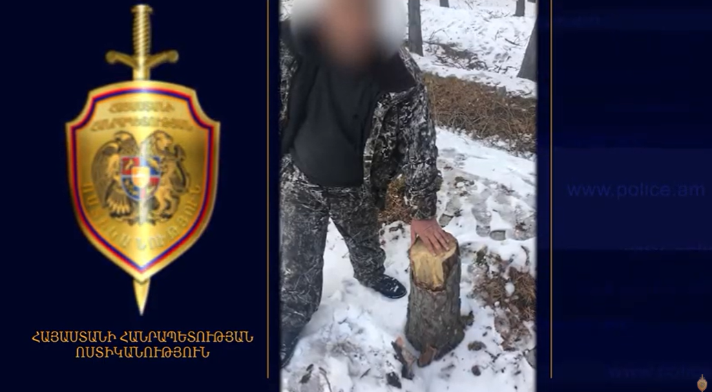 Ապօրինի ծառահատում «Սևան» ազգային պարկում․ հանցագործությունը բացահայտվել է