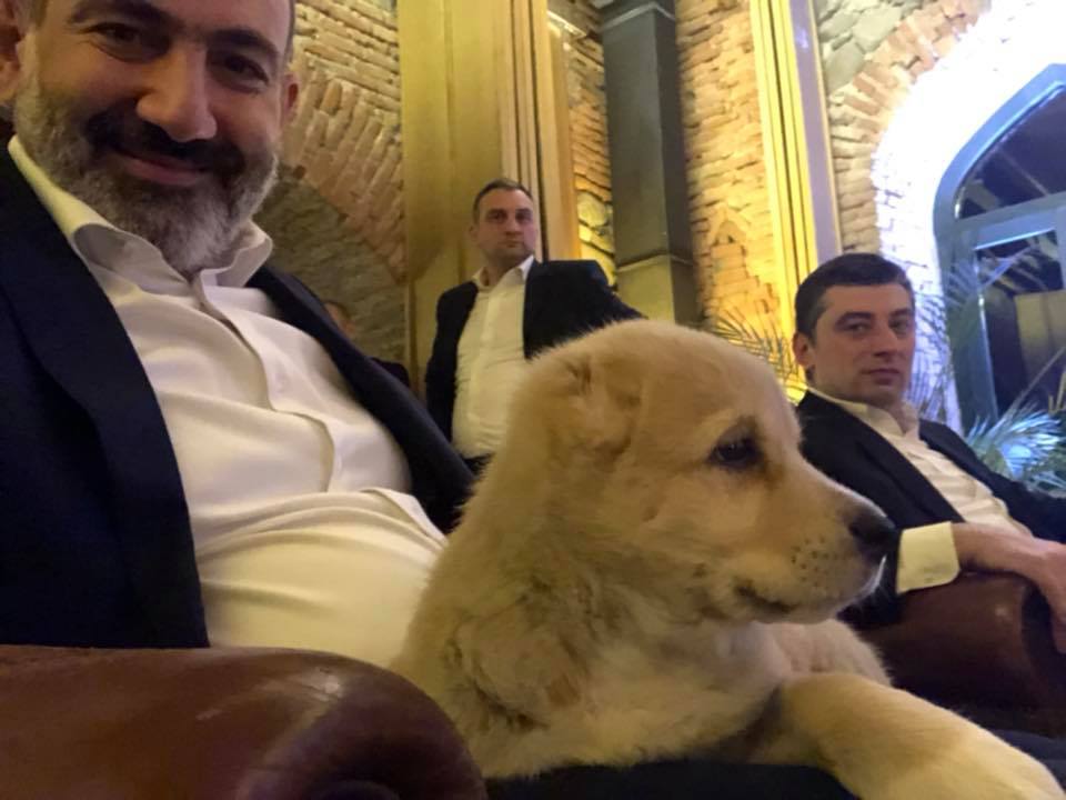 Վարչապետը լուսանկար է հրապարակել Բոնբորի և Մոլլիի առաջին հանդիպումից