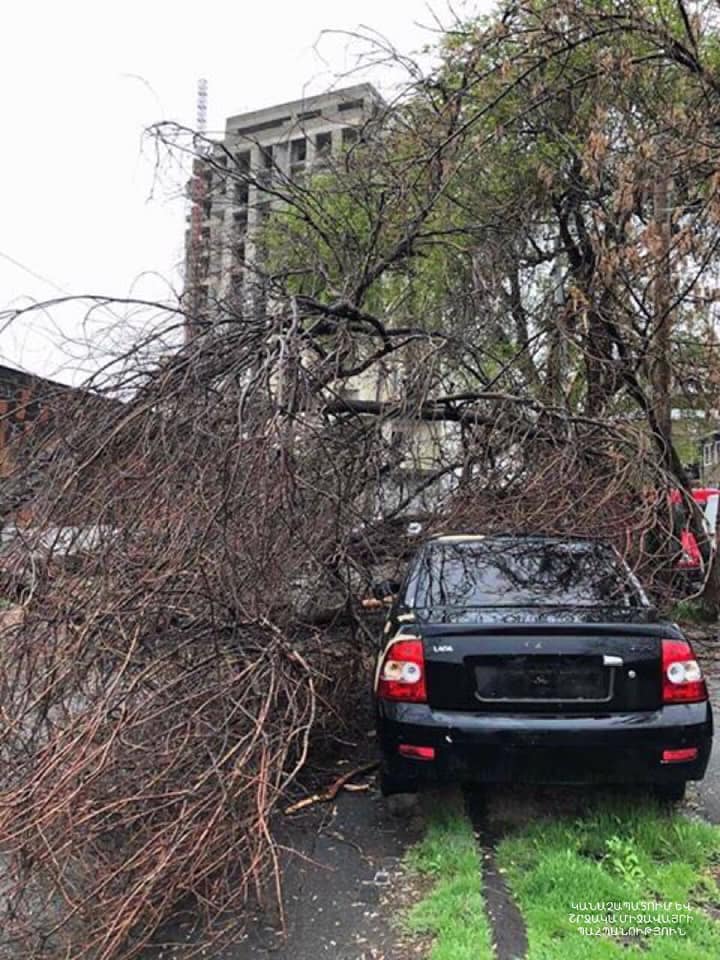Երևանում քամին ծառեր է տապալել