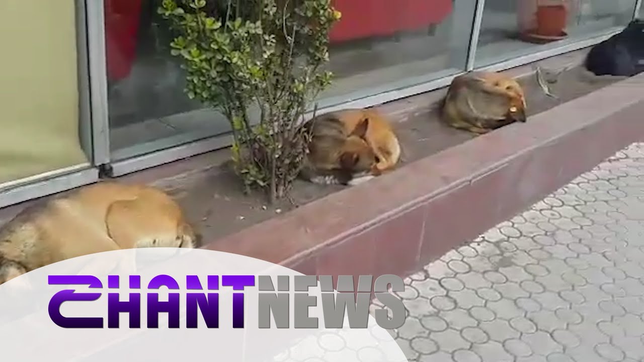 Երևան, Բարեկամության հրապարակ․ շները սոցիալական հեռավորություն են պահպանում
