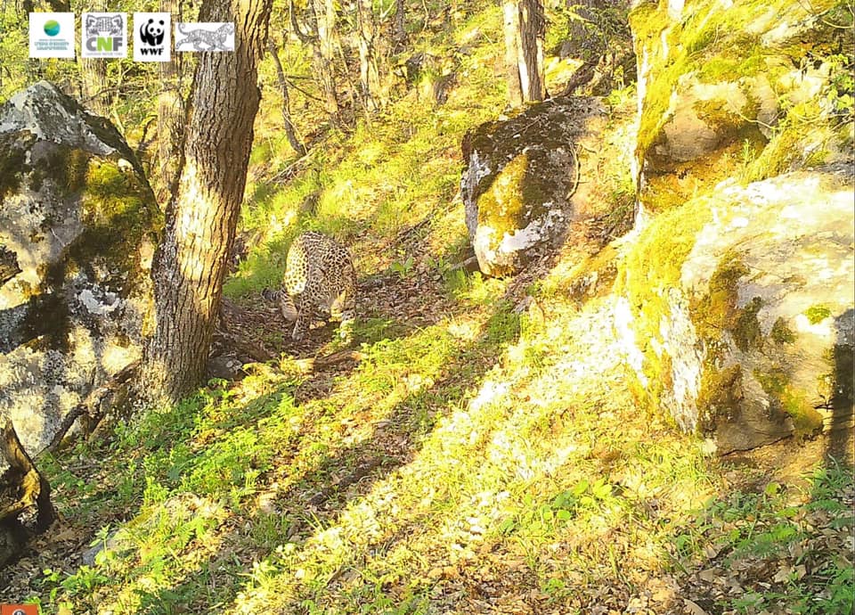 Ֆոտոբռնիչ սարքերը կրկին կովկասյան ընձառյուծ են արձանագրել «Արևիք» ազգային պարկում