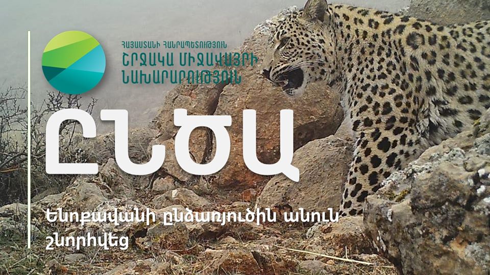 Ենոքավանում հայտնված կովկասյան ընձառյուծին շնորհեցին Ընծա անունը