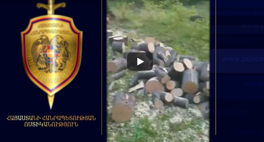 Ոստիկաններն ապօրինի ծառահատման հերթական դեպքն են բացահայտել