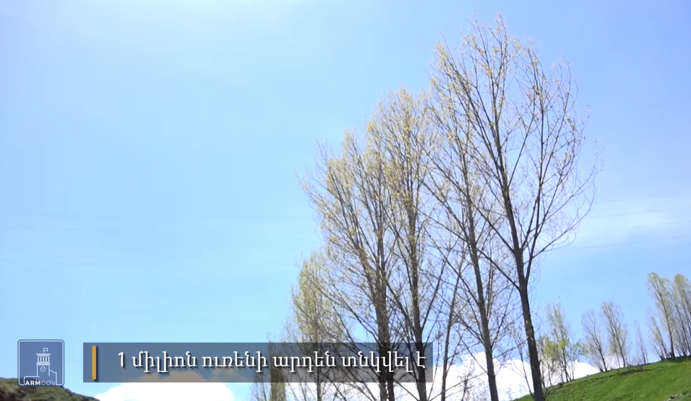 Արդեն տնկվել է ավելի քան 1 մլն ուռենի
