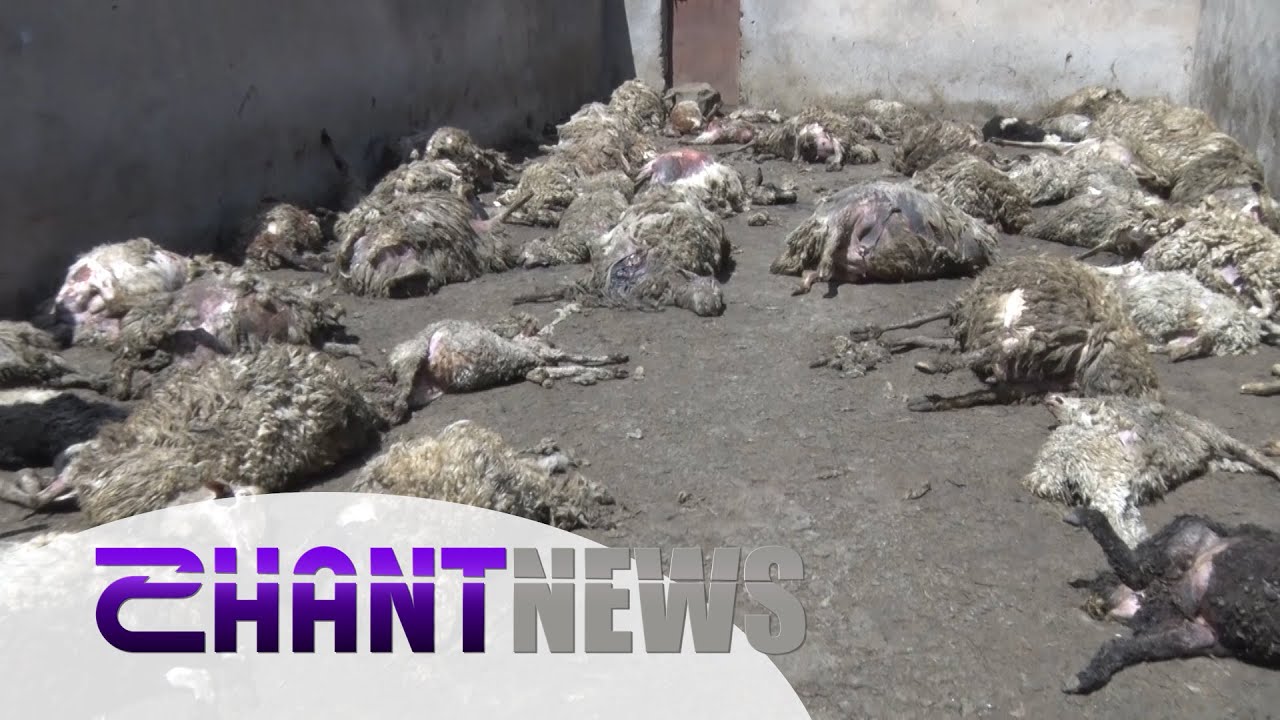 Գիշատիչների սպանդի զոհ է դարձել ավելի քան 100 գլուխ ոչխար․ մանրամասներ