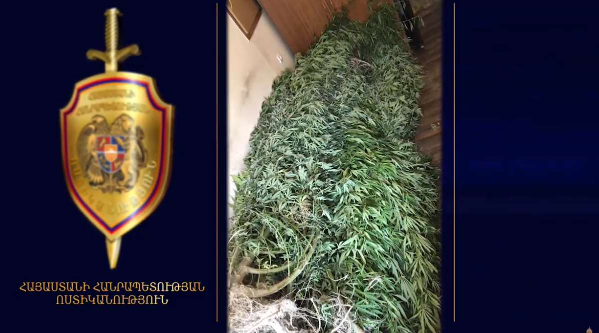 Շենգավիթի ոստիկանները առանձնապես խոշոր չափերի մարիխուանա են հայտնաբերել