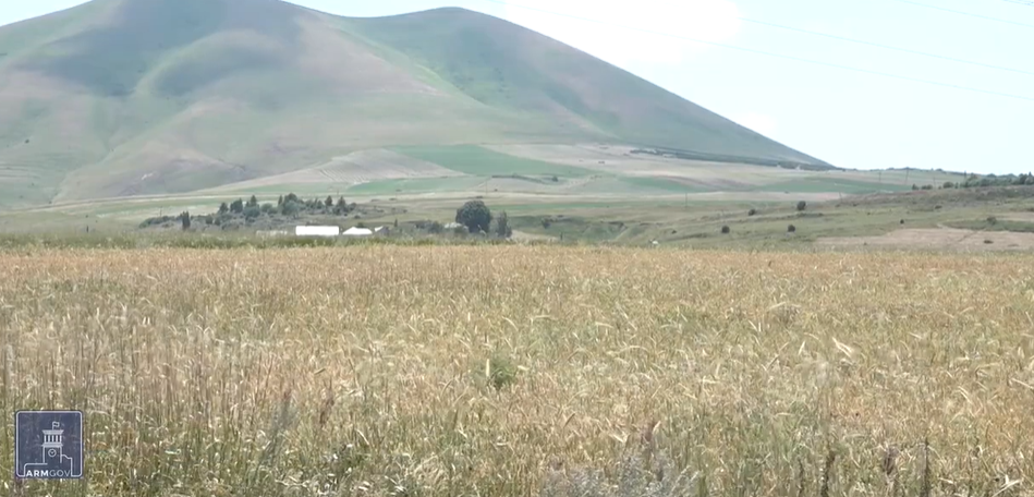 7 մարզում մեկնարկել է աշնանացան ցորենի արտադրության խթանման պետական ծրագիրը