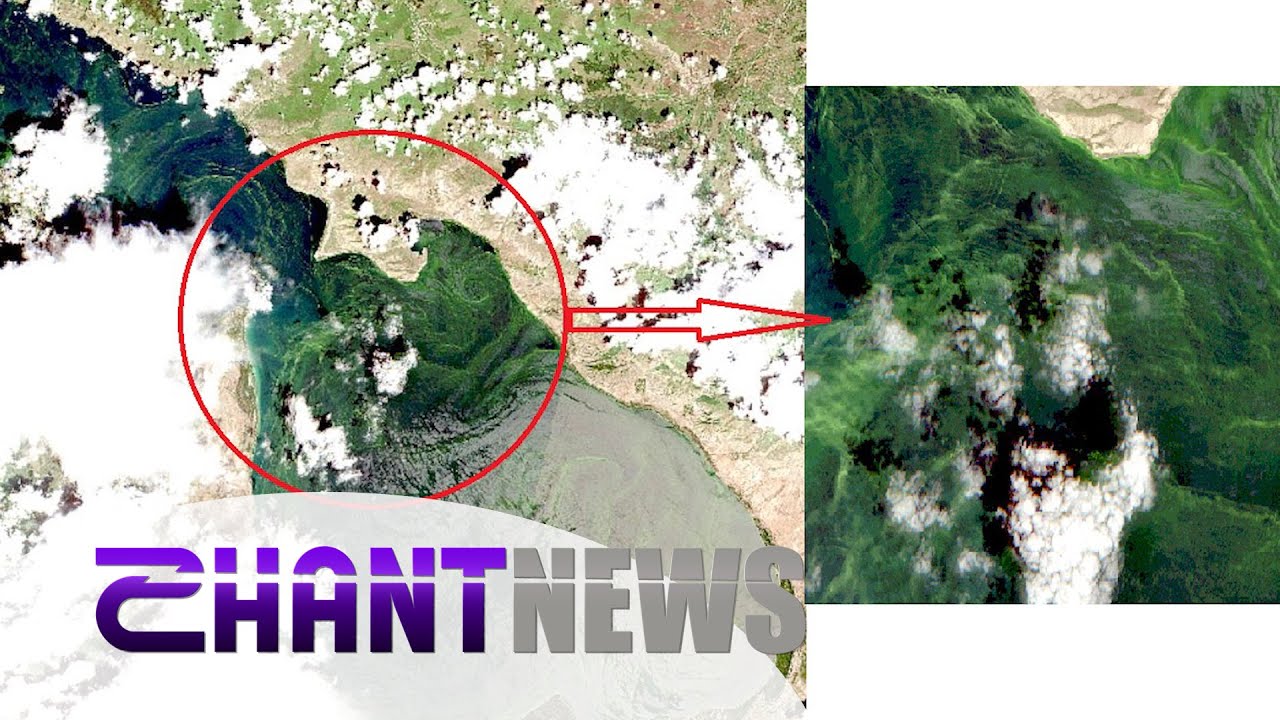 Սևանա լիճը կրկին ծաղկել է․ ինչո՞ւ ոչ մի կերպ դա չկանխվեց