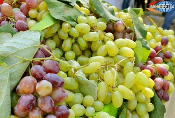 Կառավարությունը կաջակցի գինեգործության և կոնյակագործության ոլորտում գործող կազմակերպություններին