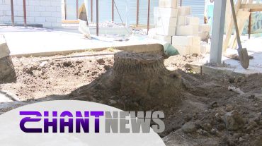 Ինչու և ովքեր են հատել Մաշտոցի պուրակի թեղիները․ «Հորիզոնի» նկարահանող խումբը գնացել է ահազանգի հետքերով