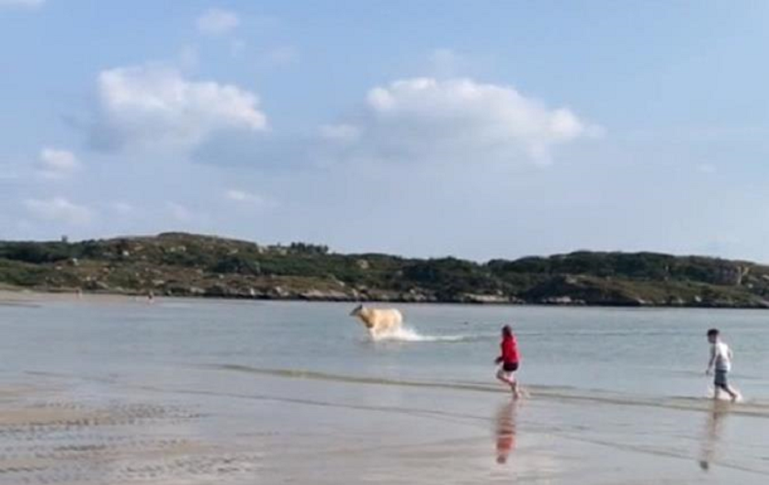 Իռլանդիայում կովը ծովից լողալով դուրս է եկել ափ