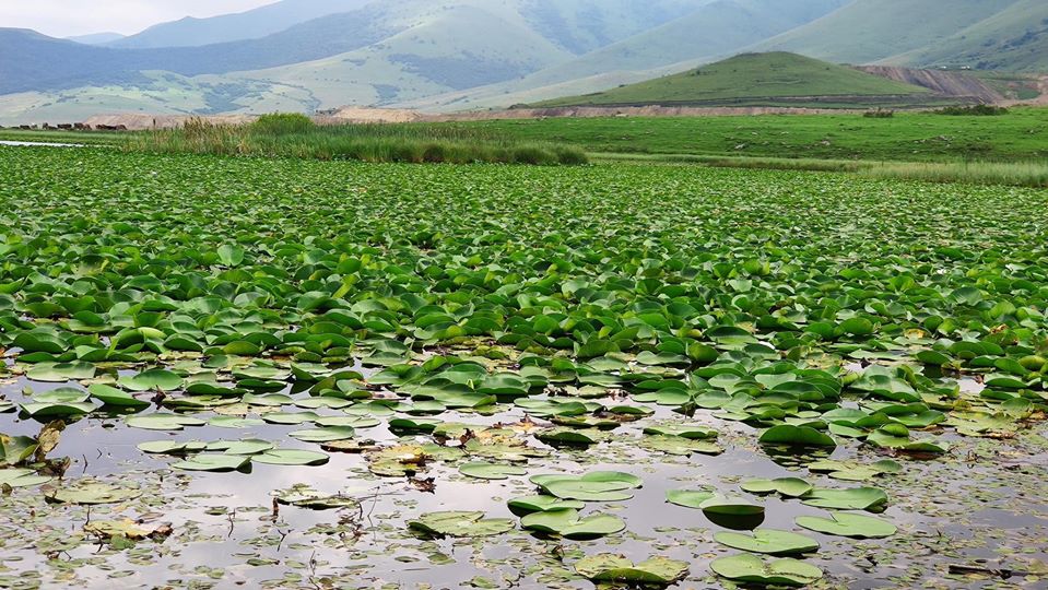 Պետք է բացառել կարմիրգրքյան բուսատեսակները վնասելու դեպքերը․ Ռոմանոս Պետրոսյան