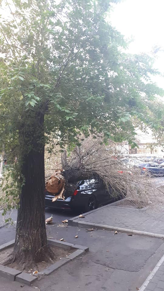 Քամու պատճառով Երևանի կենտրոնում 4 ծառ է տապալվել