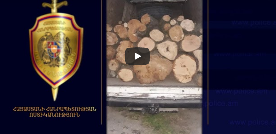 Գուգարքի ոստիկանները ապօրինի ծառահատման դեպք են բացահայտել