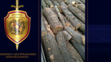 Ապօրինի ծառահատման հերթական դեպքը. ոստիկանների բացահայտումը