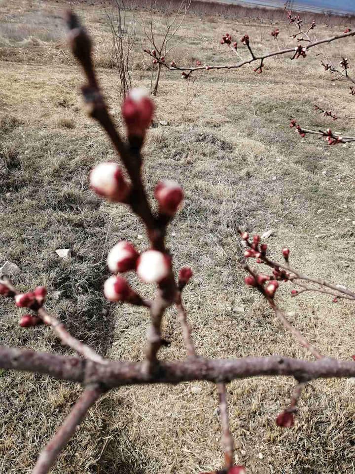 Արարատյան դաշտում ծիրանենին սկսում է ծաղկել