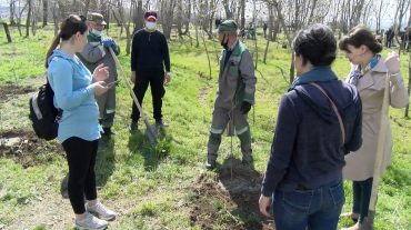 «Հաղթանակ» զբոսայգու ծառուղու մի հատվածը կդառնա կեչիների պուրակ․ Երևանը միացել է «Հիշատակի այգի» ակցիային
