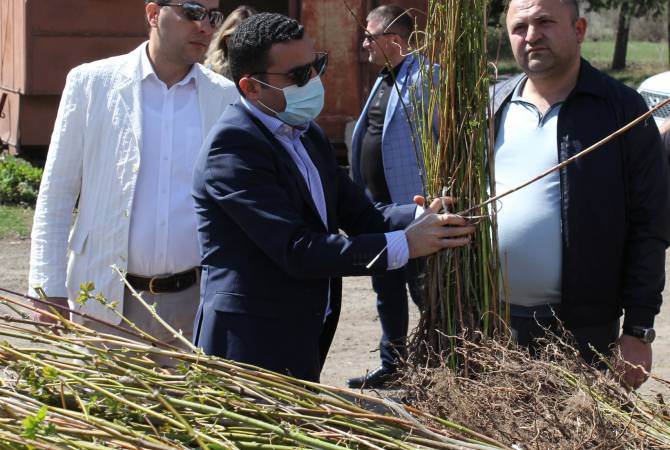 Համապետական ծառատունկի ընթացքում տնկվող ծառերի թիվը կանցնի 360 հազարը