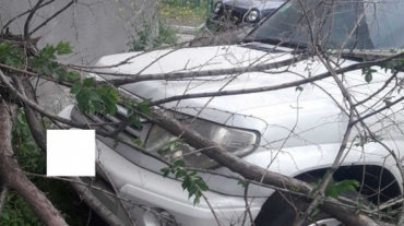 Երևանում ծառը ընկել է ավտոմեքենայի վրա