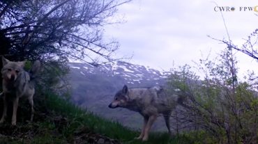 Մոխրագույն գայլերի լուսաբացը Վայոց ձորում