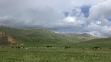 Ադրբեջանցի զինծառայողները զբաղված են ՀՀ բնակիչների եղջերավոր կենդանիների գողություններով. ՄԻՊ