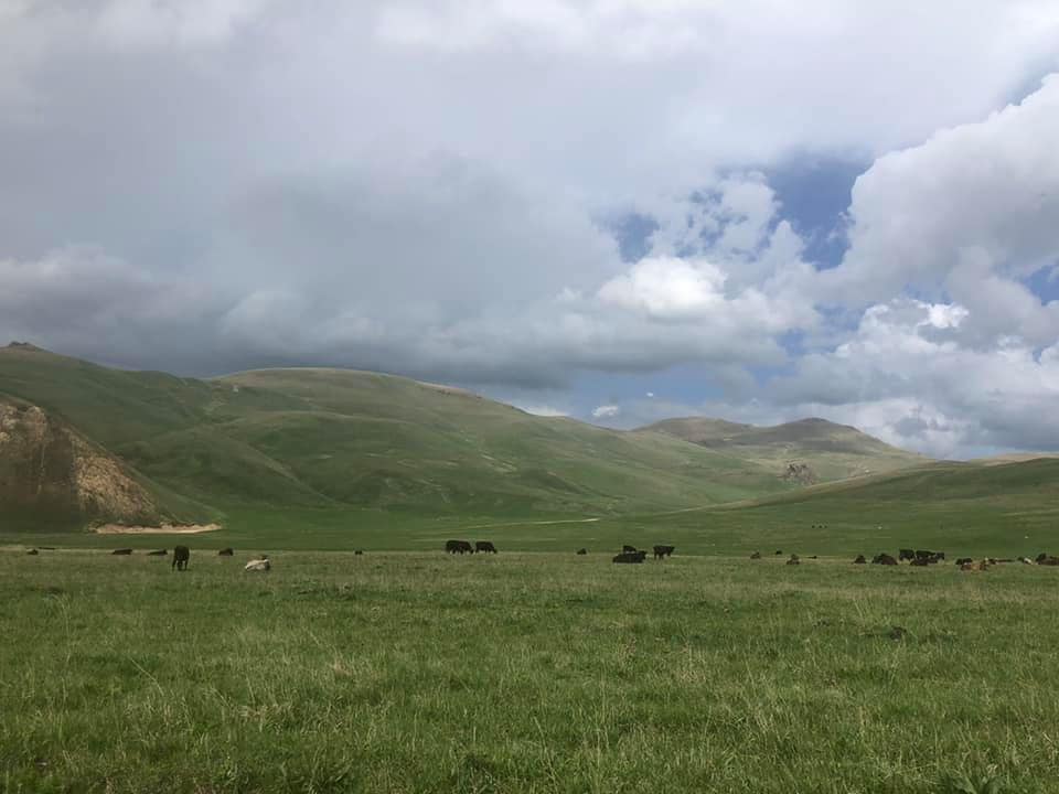 Ադրբեջանցի զինծառայողները զբաղված են ՀՀ բնակիչների եղջերավոր կենդանիների գողություններով. ՄԻՊ