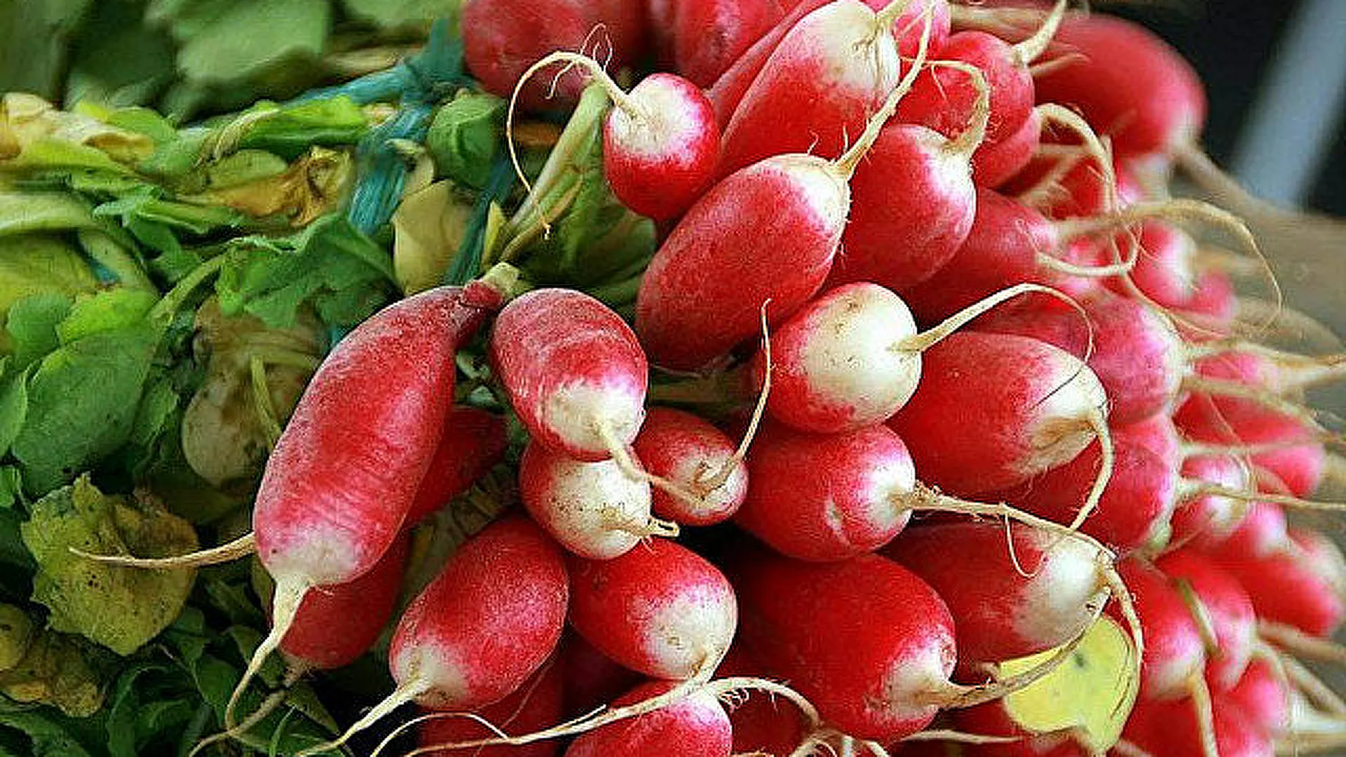 Սննդաբանը պատմել է, թե ում չի կարելի բողկ ուտել