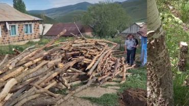 110 սոճի և 94 բարդի է ապօրինի հատվել․ Աշոցքի ոստիկանների բացահայտումը