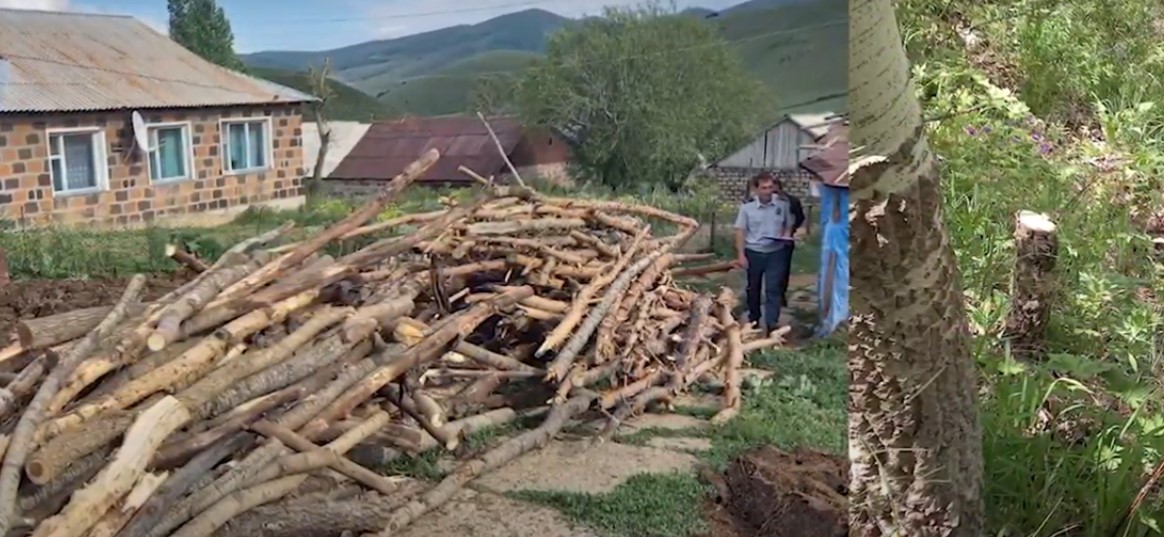 110 սոճի և 94 բարդի է ապօրինի հատվել․ Աշոցքի ոստիկանների բացահայտումը