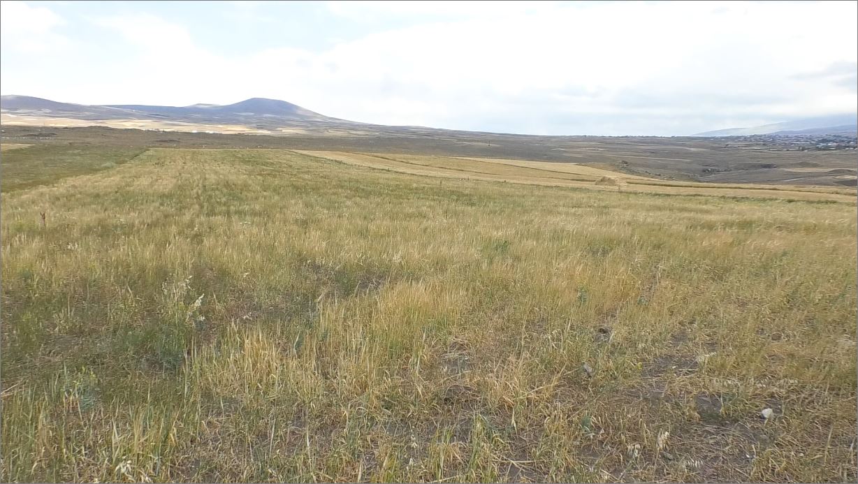 Շիրակի մարզում սուբսիդավորված սերմացուով մշակված դաշտերում գարու բերք չի ստացվել