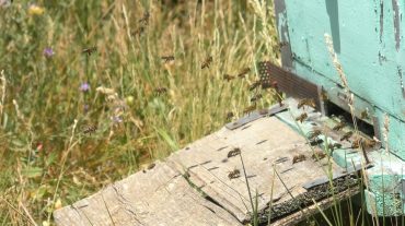 Շիրակի մարզի մեղվապահներն ահազանգում են մեղուների անկման մասին