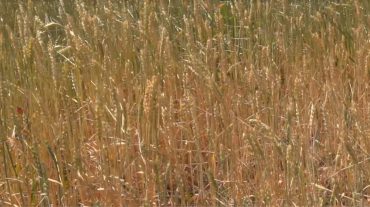 Շիրակի մարզում այս տարի ավելացել են ցանքատարածքները․ տարիներով անմշակ հողերը գյուղացին վարել է, բայց բերքը սպասվածից քիչ է