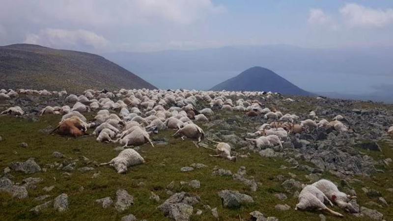Աբուլ սարի վրա կայծակի հարվածից 530 գլուխ ոչխար է անկել