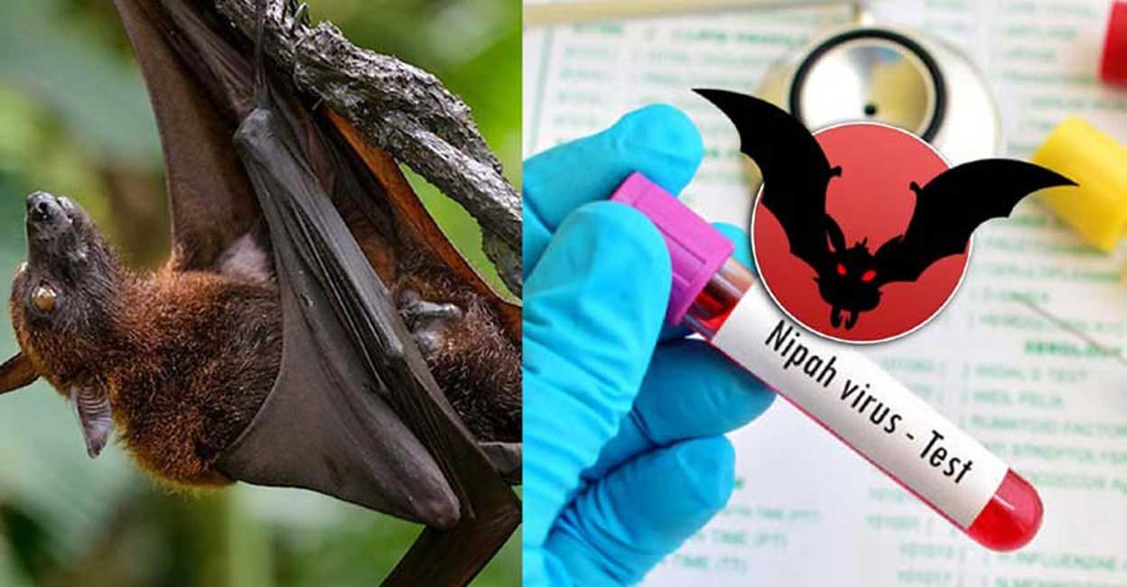 Հնդկաստանում մահացու Nipah վիրուսի բռնկում է գրանցվել