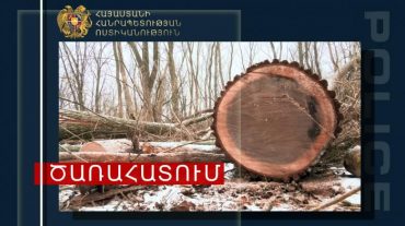 Ոստիկաններն ապօրինի ծառահատման դեպքեր են բացահայտել