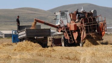 2500 տոննա սուբսիդավորվող սերմացուի պահանջարկ Շիրակի մարզից․ այս տարի 10 անգամ պակաս ցորենի բերք է ստացվել