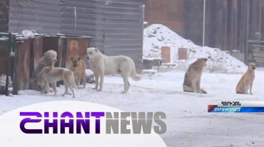 Գյումրիի քաղաքապետարանի օրակարգում է դարձյալ հայտնվել թափառող շների համար ապաստարան կառուցելու հարցը