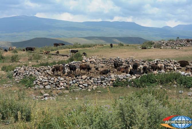 Ներքին Շորժայում անասուններ արածեցնելիս կայծակնահարությունից մահացել է նախրապանը