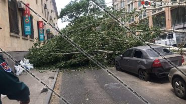 Երևանում հաստաբուն բարդին արմատից պոկվել և տապալվել է՝ վնասելով մի քանի ավտոմեքենա