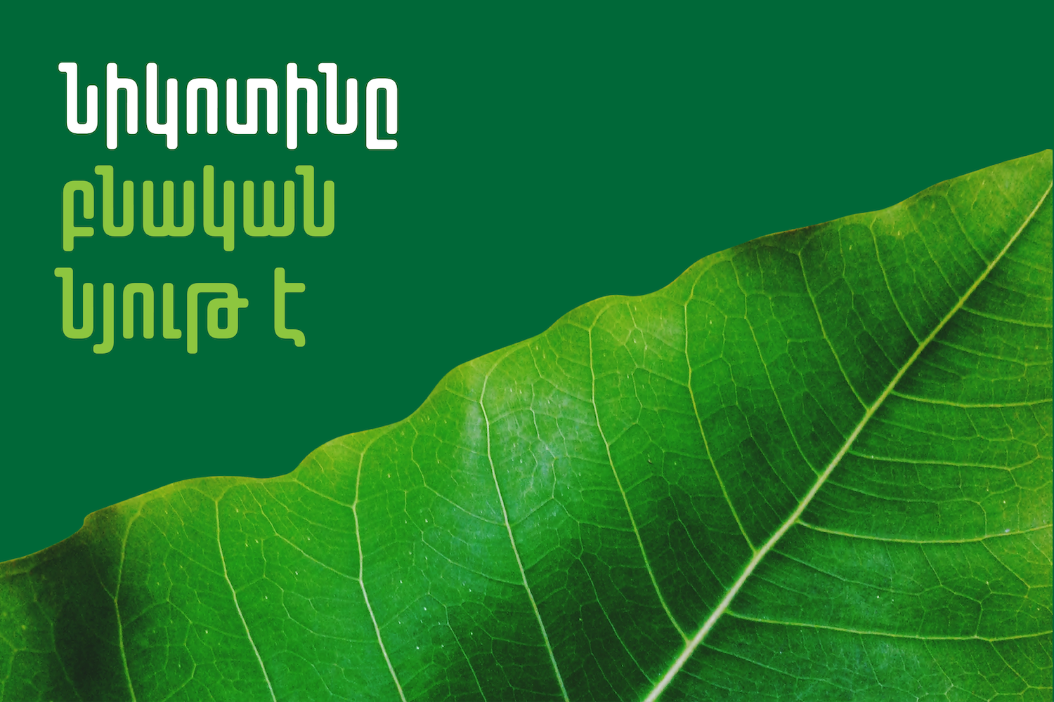 Նիկոտինը բնական նյո՞ւթ է․ զարմանալի փաստեր