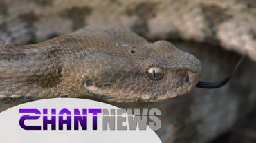 Օձեր. միֆեր և իրականություն․ ի՞նչ անել, երբ հանդիպել եք օձի